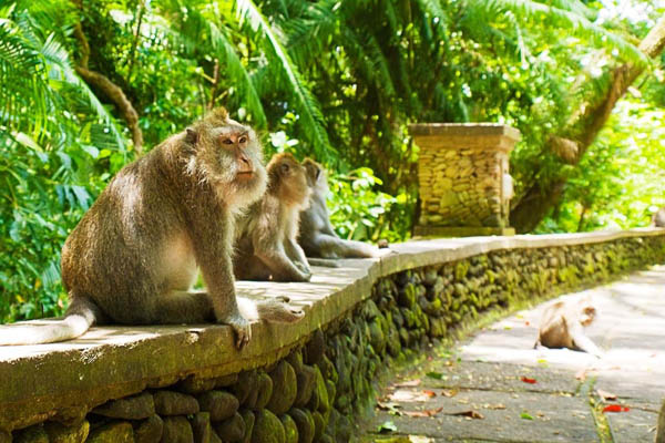 حديقة القرود في اوبود بالي